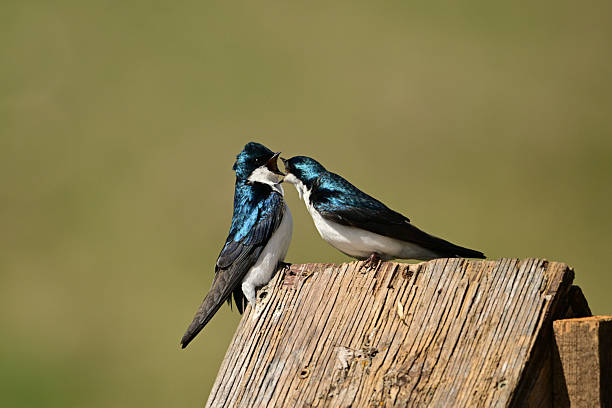istock Two male Tree Swallows fighting 2216561715