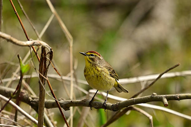 istock Colorful Palm Warbler bird 2216561767
