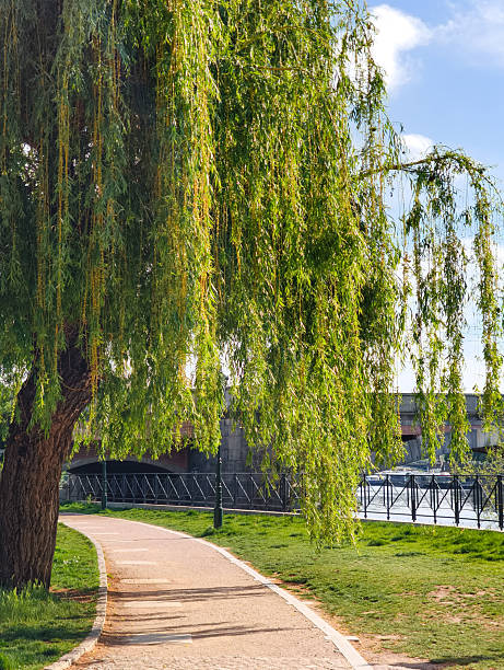 istock Weeping willow branches hanging over vltava river embankment in prague 2216566252