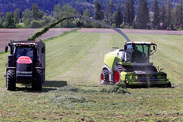 Grass or other green fodder is being cut and collected to feed domestic animals. Located in Vernon North Okanagan region.