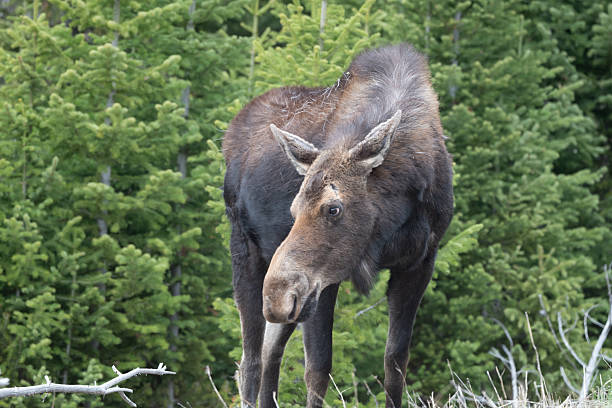 istock Moose cow grazing and looking to the side 2216567076