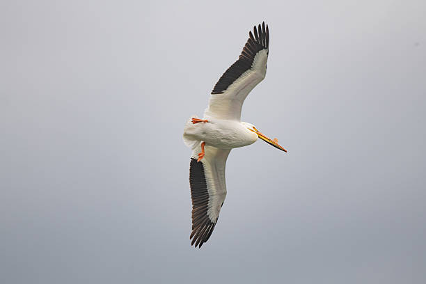 Pelican in flight overhead over Snake river in the Grand Teton National Park, Wyoming, United States.
