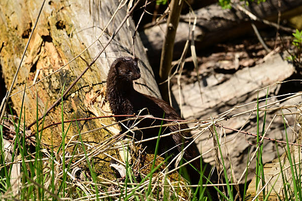 istock Cute little Mink on a log 2216568543