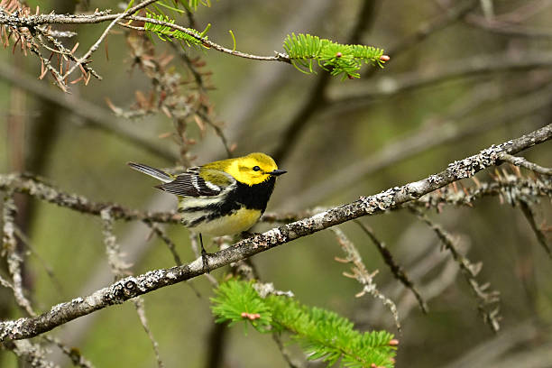 istock Black-throated Green Warbler 2216568670