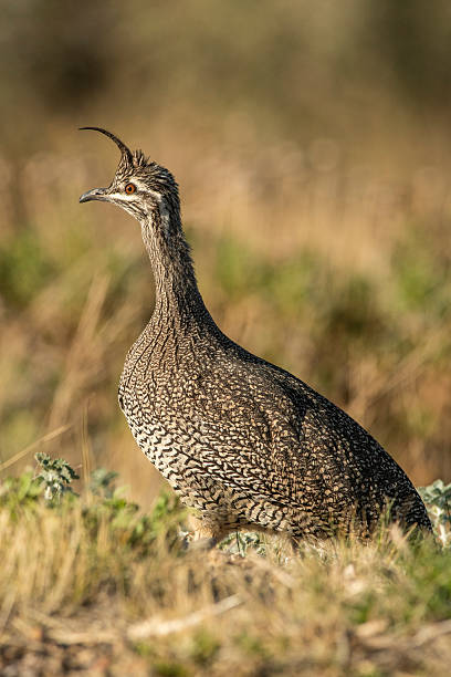 istock Elegant crested tinamou, Eudromia elegans, Pampas grassland environment, La Pampa province, Patagonia, Argentina. 2216569601