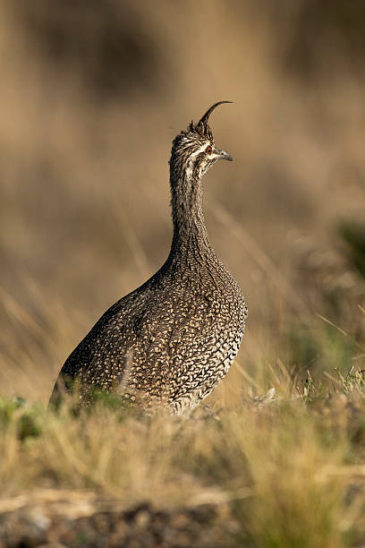 istock Elegant crested tinamou, Eudromia elegans, Pampas grassland environment, La Pampa province, Patagonia, Argentina. 2216569631