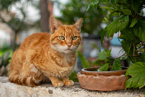 Green-eyed cat sitting on a garden wall next to a water dish.