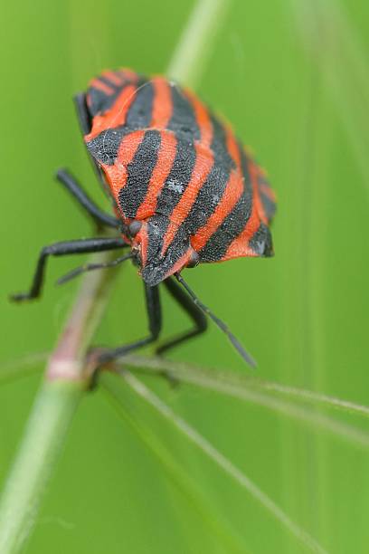 istock Closeup of Red Striped Shield Bug 2216572490