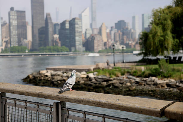 This is a photograph of a pidgeon standing on a concrete ledge on 42nd Street in New York City.