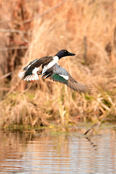 istock Male Northern Shoveler Duck in flight 2216574319