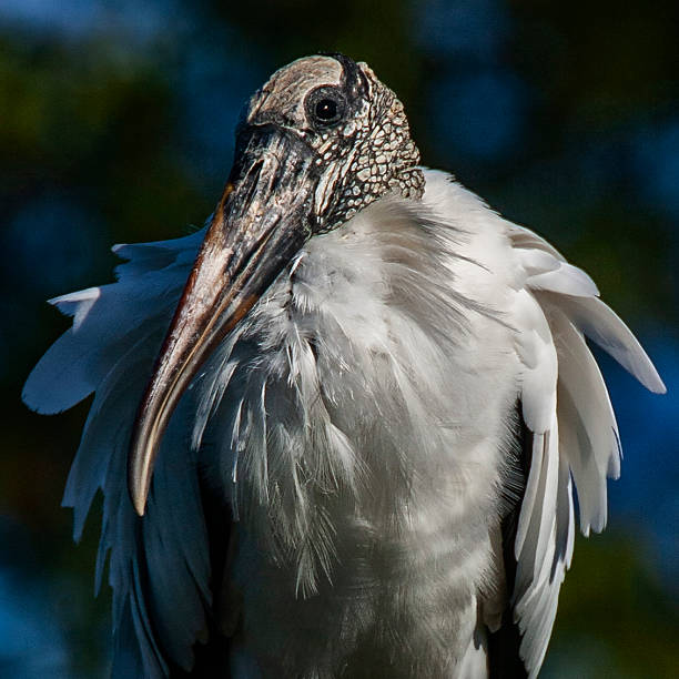 Wood stork in tree, close up portrait, North America's only native stork species, bright sunny morning, good sharp detail.