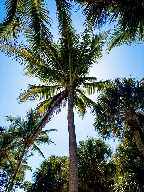 Close up palm tree Sarasota, Florida
