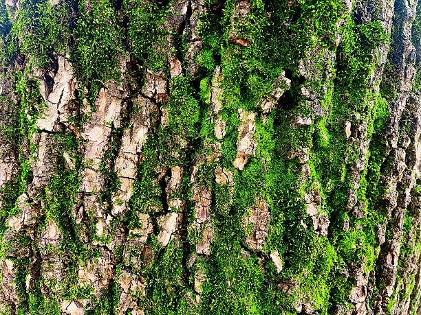 Tree bark texture with patches of green moss in humid climate