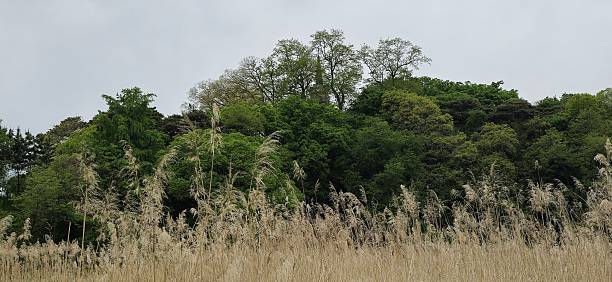 Spring landscape of golden reeds, green forest, and distant church steeple under cloudy sky—ideal for nature backgrounds.
