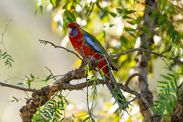 The colourful Eastern Rosella (Platycercus eximius) stands out against the light yellow autumnal colours of a tree and it's branches