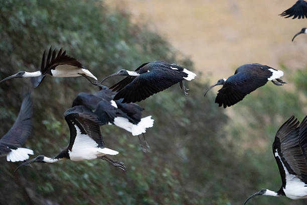 A Straw-necked Ibis (Threskiornis spinicollis) in flight with it's distinctive curved beak forward and wide black and white wingspan