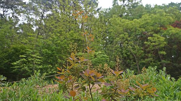 istock Young Shrub Growing in Forest Clearing with Fresh Spring Foliage and Soft Natural Lighting 2216580147