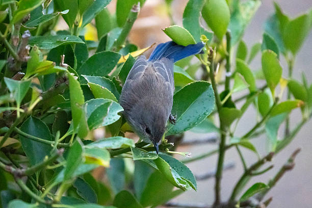 istock A Superb Fairy-wren (Malurus cyaneus) perches playfully on a bright green shrub while foraging for insects 2216580163