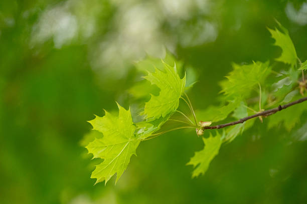 Close-up of young maple leaves glowing in bright spring sunlight, set against a soft-focus green background. The vivid hues and gentle lighting create a refreshing and optimistic mood, highlighting the energy of new growth in nature.