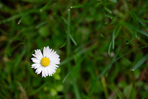 istock Single daisy flower blooming in green grass 2216580677