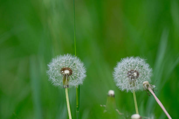 A partially dispersed dandelion seed head stands tall in a lush green field, with a small insect resting on its center. The vivid background and soft focus emphasize the delicate white seeds and capture a quiet moment in nature.