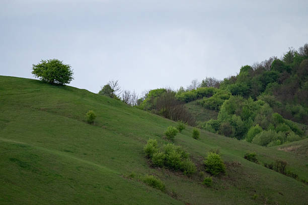 A tranquil landscape of gently rolling green hills dotted with a few solitary trees, set beneath a gray, overcast sky. The soft light and open space create a peaceful and minimalistic scene that evokes calm and solitude in nature.