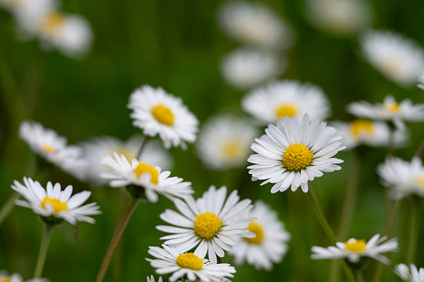 istock Field of blooming daisies in soft focus 2216580735