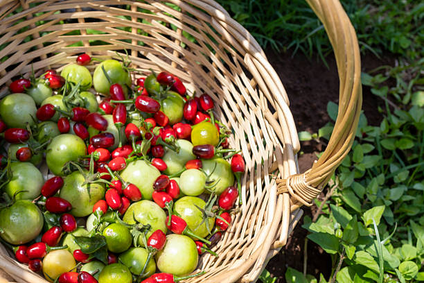 Harvesting chillies and tomatoes