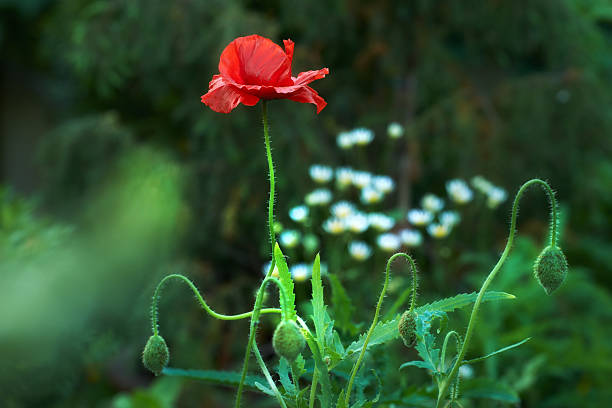 A striking red Papaver flower stands gracefully tall amid its lush foliage, contrasted with delicate, out-of-focus daisies. This harmonious composition captures the serene essence of vibrant midsummer flora.