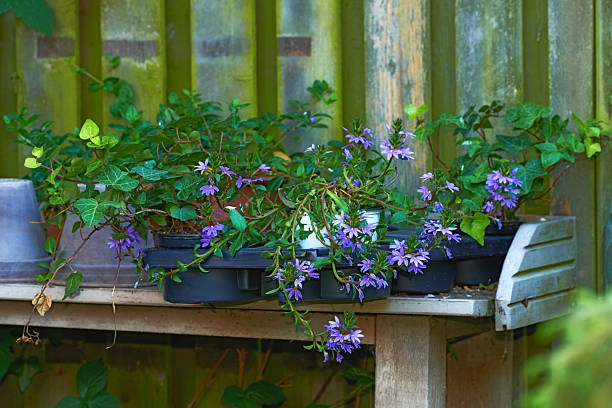 Delicate fanflowers, Scaevola aemula, bloom gracefully in pots placed on a weathered wooden table, set against a moss-touched wooden fence, presenting a harmonious blend of floral beauty and rustic charm.