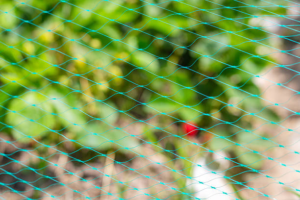 Bird netting stretched over strawberry bed in garden in summer, selective focus. Protecting crops from birds.