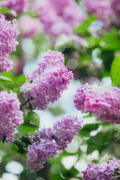istock Purple lilac blossoms in full bloom on a sunny spring day 2216581552