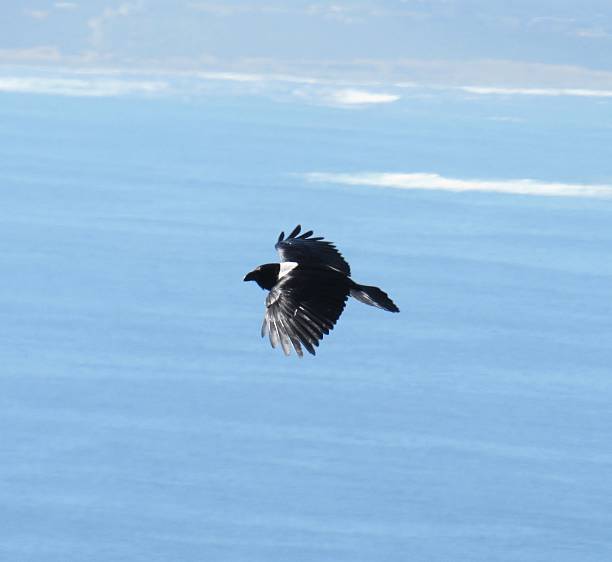istock Pied Crow over False Bay, South Africa 2216583483