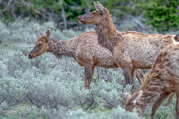 Cow elk looking and listening in the Yellowstone Ecosystem in Wyoming, United States.