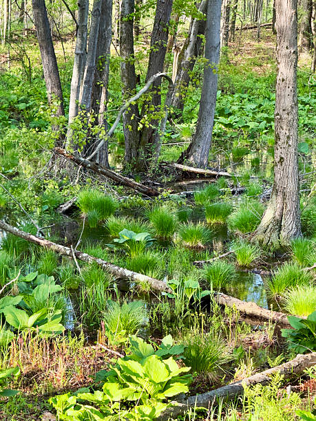 istock Albany Pine Bush Preserve in early Spring 2216584159