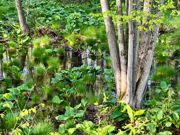 istock Albany Pine Bush Preserve in early Spring 2216584160