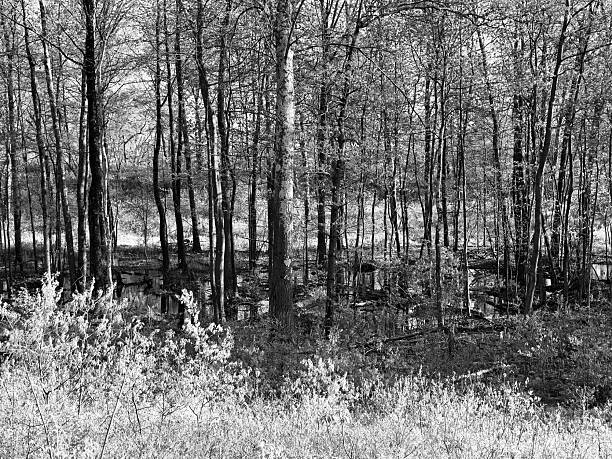 Albany Pine Bush Preserve in early Spring, Albany, New York, USA