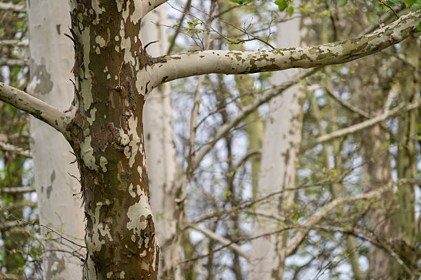 Detailed view of a sycamore tree trunk with mottled, peeling bark in a forest setting. The unique camouflage-like texture contrasts with the pale, smooth trunks in the background, evoking a sense of natural complexity and woodland serenity.