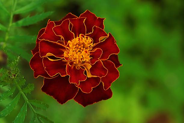 Close-up of a maroon and yellow marigold flower with detailed petals and rich tones. Perfect for cultural or decorative visuals.
