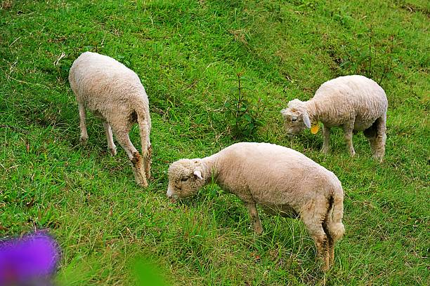 Sheep grazing in a meadow in summer