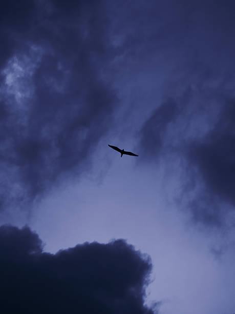 istock A dark, moody sky with clouds and a lone bird, evoking solitude and introspection. Perfect for weather, nature, or contemplative themes 2216591880