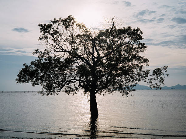 Trees growing in the sea in Thailand