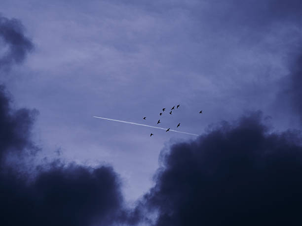 A dark, moody sky with clouds and a lone bird, evoking solitude and introspection. Perfect for weather, nature, or contemplative themes