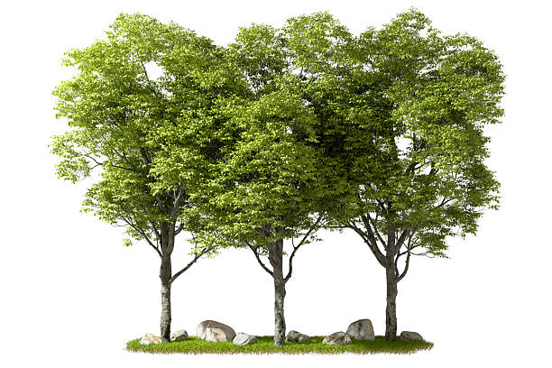 istock Landscape environmental woods trees growth white backgrounds 3d rendering 2216595407