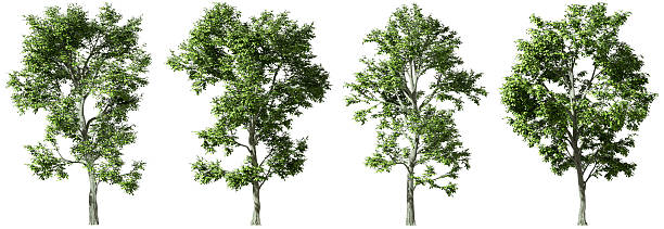 istock Large woods trees standing growth collections isolated on white backgrounds 3d rendering 2216595408