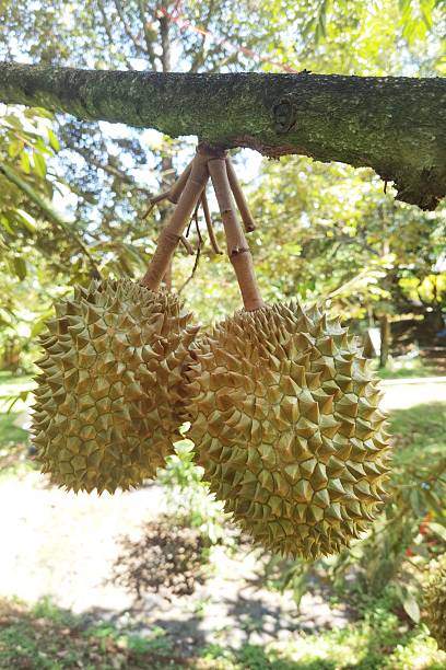 istock Close up of durians hanging 2216596176