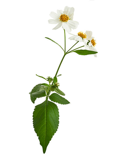 istock Fish mint, Fish leaf with flower isolated on white background, with clipping path 2216596504
