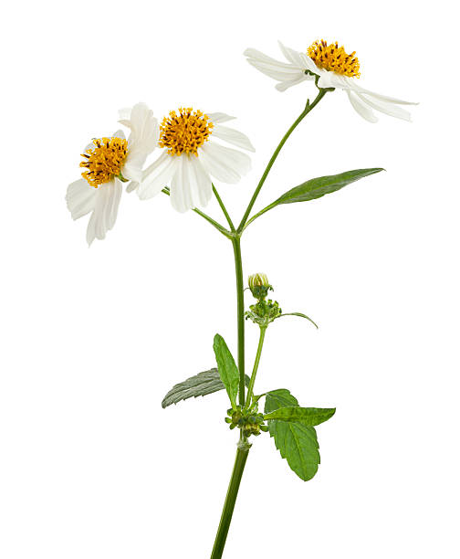 istock Fish mint, Fish leaf with flower isolated on white background, with clipping path 2216596507
