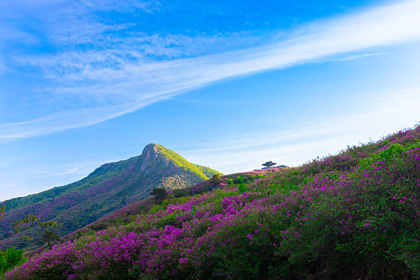 istock azaleas and morning scenery of Hwangmae Mountain 2216598321