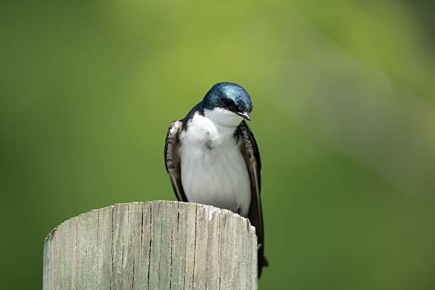 A tree swallow perched on a wooden post with a blurred green background
